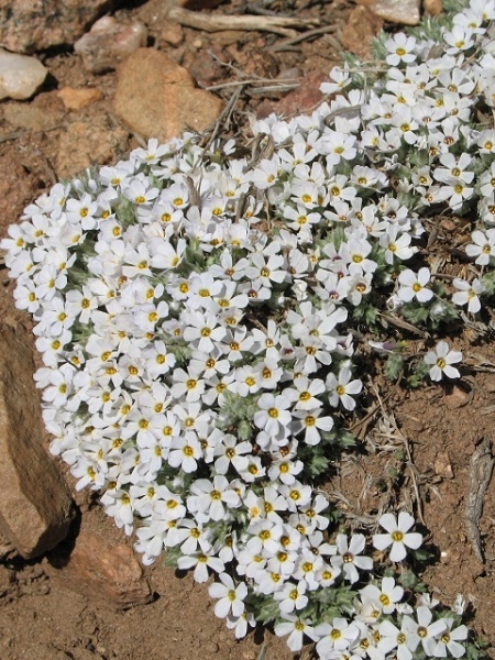 Phlox hoodii